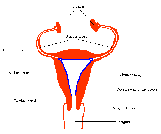 Common sites of EC,